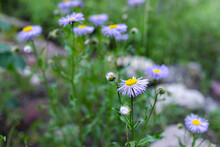 Wild Lilac Purple Alpine Daisy Fleabane Wildflowers Closeup Macro In Forest On Snowmass Lake Hike Trail In Colorado In National Forest Park Mountains With Shallow Depth Of Field