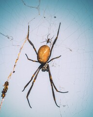 Sticker - Selective focus shot of a spider in its natural environment in Yeerongpilly, Australia