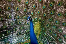Closeup Of A Beautiful Male Peacock Attracting A Peahen