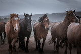 Fototapeta Panele - herd of horses running on dusty trail on overcast rainy day being driven to summer pastures