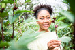 © krumanop - Agronomist African American inspecting check red  roselle flowers crops growing in the local farm. Agriculture production concept. Farmer