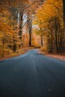 canvas print picture - Vertical shot of an asphalt road going through a colorful forest with orange leaves falling down