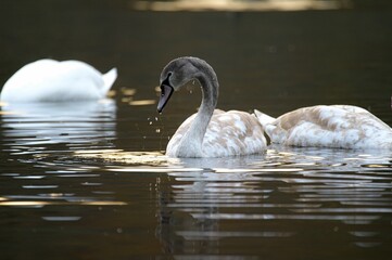 Poster - Swans with white-brown plumage in a pond