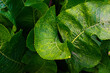 beautiful green horseradish leaves,background for wallpaper