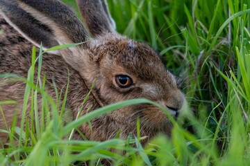 Wall Mural - Closeup shot of a beautiful brown hare in a lawn