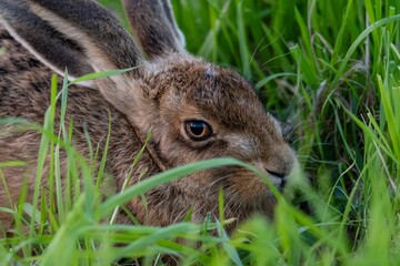 Canvas Print - Closeup shot of a beautiful brown hare in a lawn