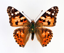Butterfly Isolated On White. Painted Lady Vanessa Cardui Orange Black Butterfly Macro. Collection Butterflies, Nymphalidae, Lepidoptera, Entomology