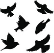 Vector of birds flying silhouette in the solid color