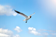 A Seagull, Soaring In The Blue Sky Flying Over The Sea.