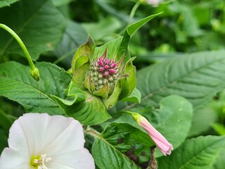 Amazing summer flowers in the garden