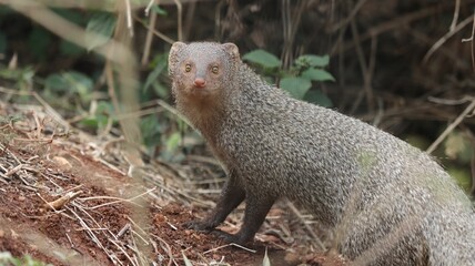 Sticker - Closeup portrait of an Indian gray mongoose looking curiously