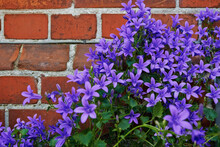 Bunch Of Purple Bellflowers Blooming Outside Against Red Brick Wall. Beautiful Floral Plants With Green Leaves Growing In A Garden Or Backyard. Many Small Colorful Lilac Or Violet Blossoms In Spring