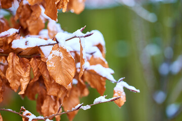 Closeup of brown tree branches, twigs and leaves covered in frozen snow in winter during dewy early morning. Climate for icy cold winter weather in environment during snowfall in the woods or forest