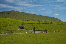 Hiker With Backpack And Hat Walks On Offa's Dyke Path In Wales Close To The Black Mountains Among Many Sheep