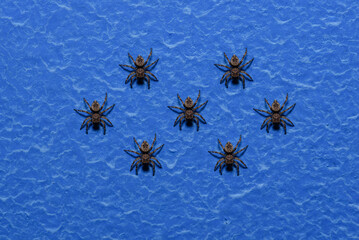 Spiders in formation on a blue background from the wall.