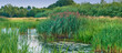 Scenic landscape of green plants growing in natural environment along a river on marshland in the countryside outside. Reeds and leaves of vegetation around a lake in rural wetland or nature reserve