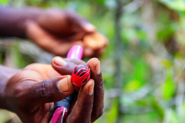 Wall Mural - Farmer's hand holding a fresh nutmeg fruit