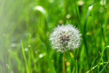 White Fluffy Dandelion On The Background Of Variegated Grasses. High Quality Photo