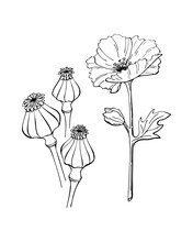 Poppy flower seed pod outline hand drawn doodle drawing, isolated, white background. Vector illustration