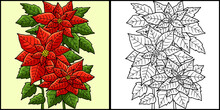 Poinsettia Flower Coloring Colored Illustration