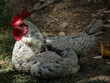 © Gentle.Cam - Farm Rooster (Silver Spangled Hamburg breed) with white and black spangled feathers resting under a partial shade