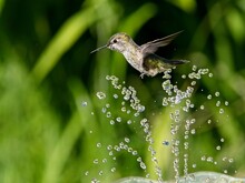 Female Anna's Hummingbird Playing And Drinking In The Water Fountain In Birdbath