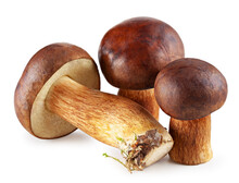 Bay Boletes. Edible Mushrooms (Boletus Badius) Isolated On White. Package Design Element. Wild Forest Mushrooms