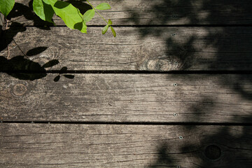 leaves on wooden background