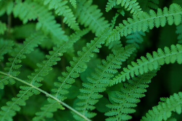 Wall Mural - Macro of a fern leaves in the morning light. High quality photo