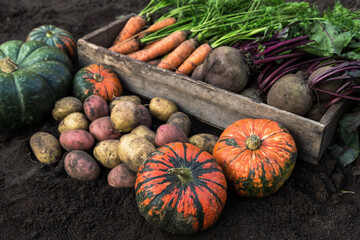 Wall Mural - Autumn harvest of fresh raw carrot, beetroot, pumpkin and potatoes on soil in garden. Harvesting organic fall vegetables	