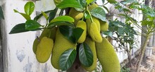 Green Jackfruit On Tree