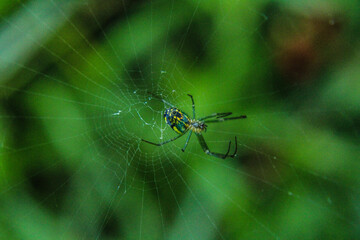 spider on web