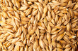 © lee - sprout barley dried before sowing
