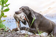 Working dogs: Portrait of a weimaraner breed hound retrieving a duck at fowling training, duck hunting at a pond