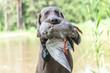 Working dogs: Portrait of a weimaraner breed hound retrieving a duck at fowling training, duck hunting at a pond
