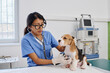 Young adult Hispanic woman working in veterinary clinic examining beagle puppy health using stethoscope