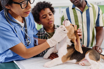 Wall Mural - Black kid and his father watching professional vet doing medical examination of their beagle puppy