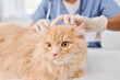 © pressmaster - Selective focus shot of unrecognizable vet wearing protective gloves checking skin health of fluffy ginger cat