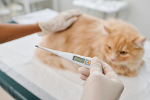 Close-up Selective Focus Shot Of Unrecognizable Vet Holding Electronic Medical Thermometer Chicking Cats Body Temperature