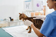© pressmaster - Professional veterinarian working with bengal cat in exam room in clinic palpating its body and checking skin