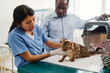 © pressmaster - Senior African American man bringing scared bengal cat to professional vet for medical check up