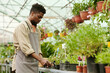 African young man in uniform working as nursery worker and trimming plants in greenhouse for further sale