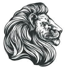 Animal Lion, King Of Beasts, Hand Drawn Vector Illustration Realistic Sketch