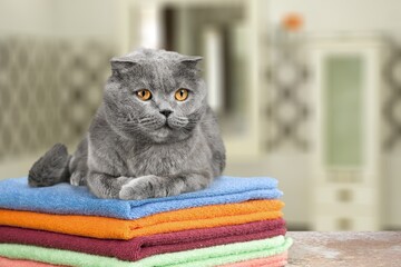 Poster - Cute cat laying on top of washing machine in bathroom with towels