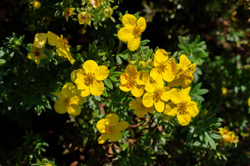 Wall Mural - Yellow flower bloodroot cinquefoil blossom close-up cute spring background