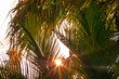 © Austockphoto - sunflare through palm trees