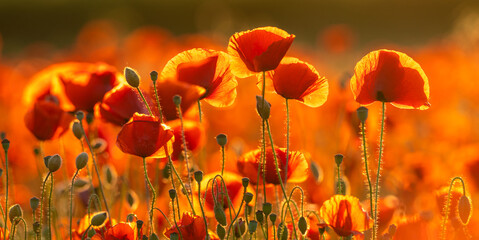 Wall Mural - detailed, high resolution panorama of flowering red poppies