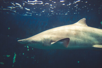 Sand tiger shark close-up view in ocean