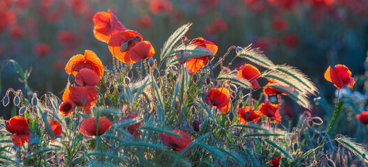 Wall Mural - detailed, high resolution panorama of flowering red poppies