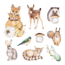 Woodland Animals And Fall Compositions Clipart Set. Cute Autumn Hand-painted Art. Watercolor Illustrations Isolated On White Background. Foxes, Deer, Hare, Hedgehog, Squirrel, Cat, Pumpkins